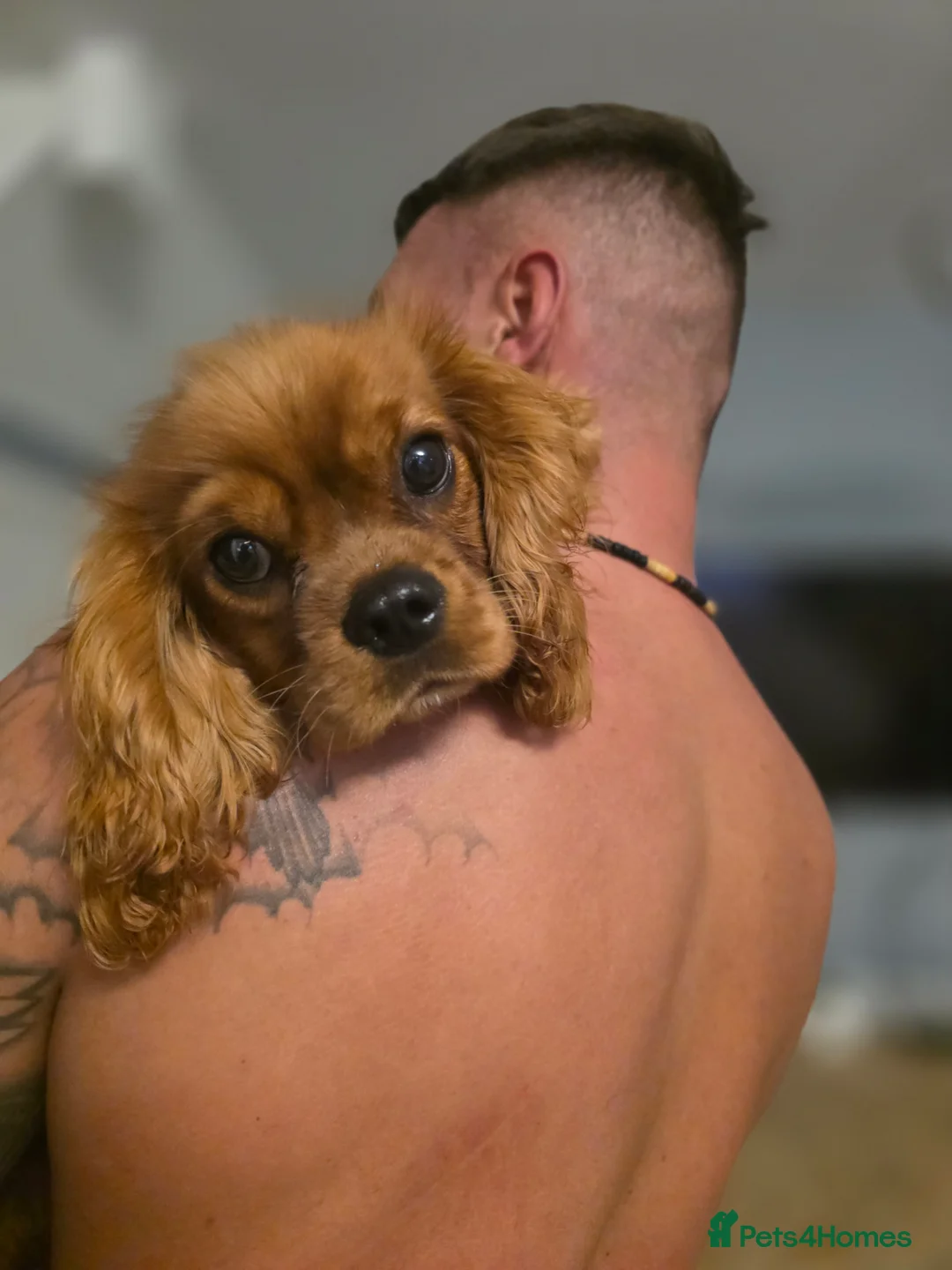 Cavalier King Charles Spaniel dogs for sale: Cavalier king charles spaniel teddy  - Advert 2