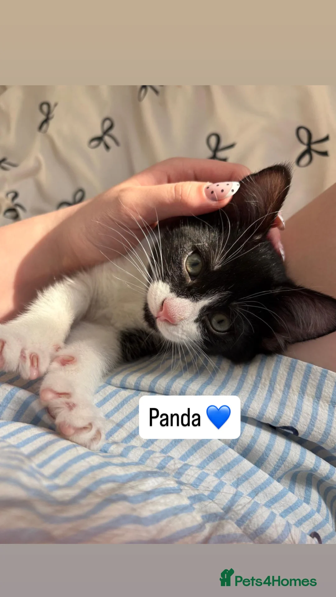 British Shorthair cats for sale: Very Handsome little boy. Fluffy and very loving - Advert 1