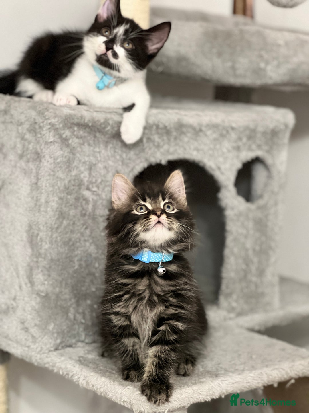 Mixed Breed cats for sale: Ready Now 2male and 1female Left - Advert 9