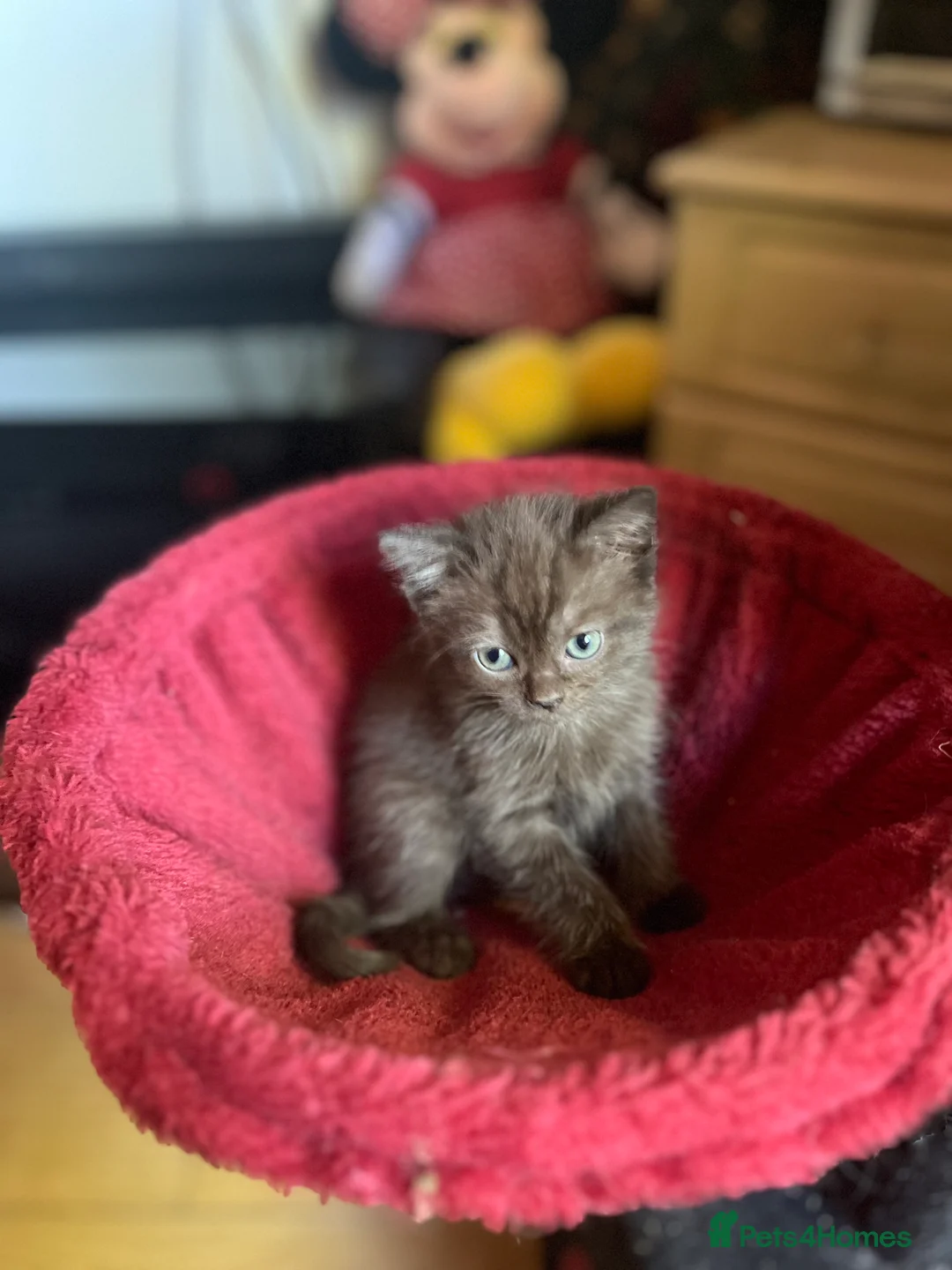 Ragdoll cats for sale: Gorgeous ragdollX British shorthair kittens  - Advert 2