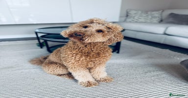 Australian Labradoodle dogs - Advert 8