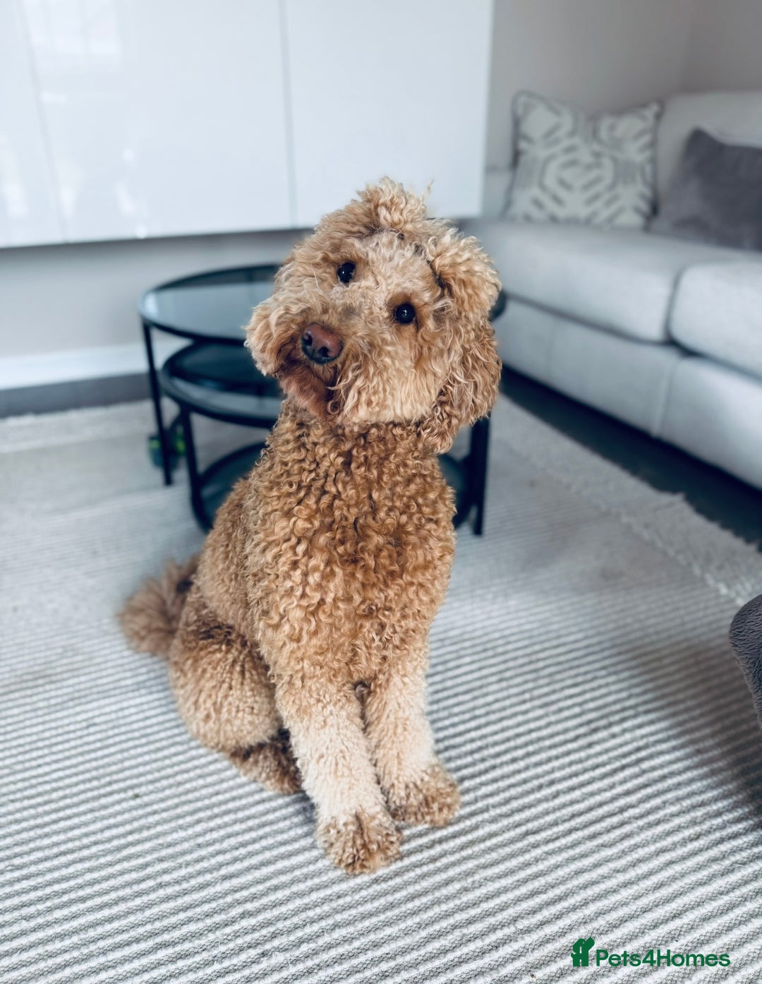 Australian Labradoodle dogs for sale: Only One Girl Left Australian Labradoodle Puppy - Image 4