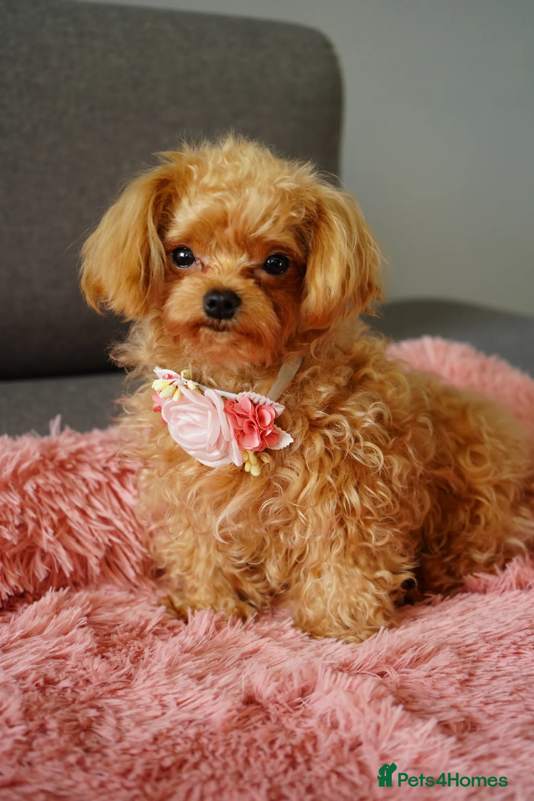 Maltipoo dogs for sale: Small F1 Asian Maltipoo female for sale - Advert 12