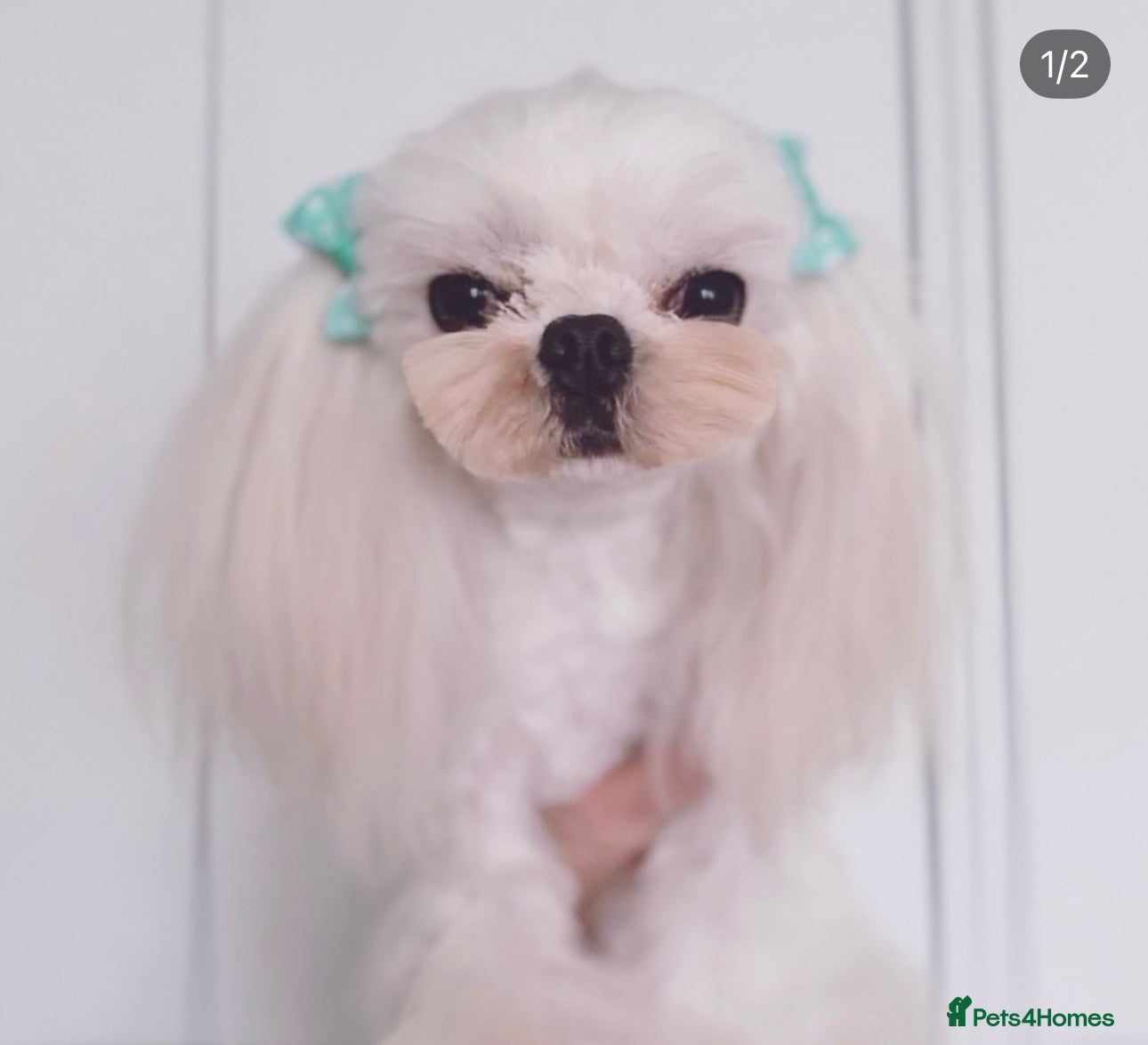 Maltese dogs 💙full Korean maltese boy💙 - Advert 6