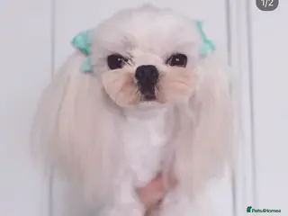Maltese dogs 💙full Korean maltese boy💙 - Advert 6