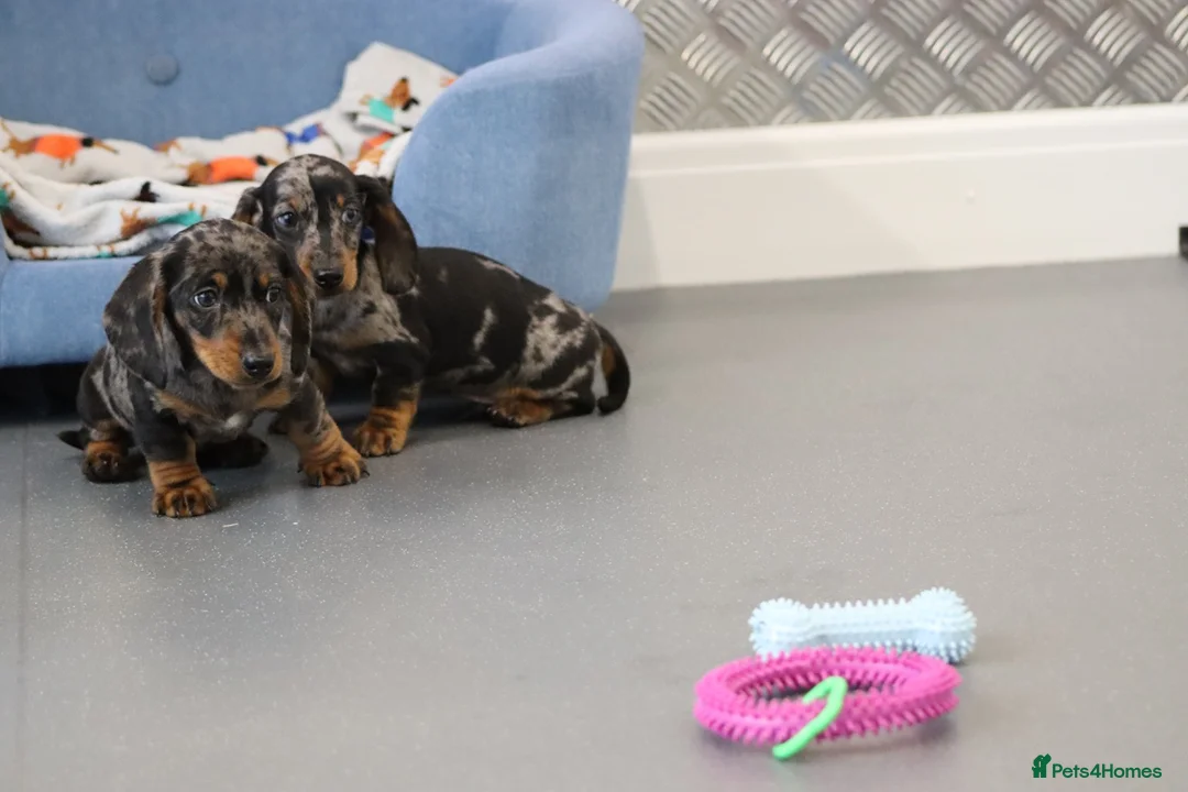 Miniature Dachshund dogs for sale: Beautiful Miniature Dachshund puppies for sale - Advert 15