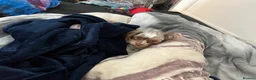 Yorkshire Terrier dogs for sale: Two Yorkshire terriers - mum and son  in Fleetwood - Advert 2