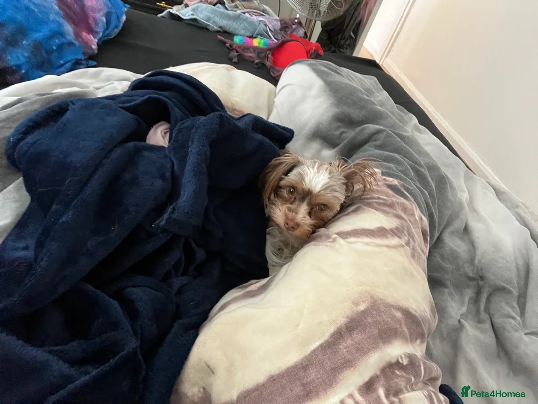 Yorkshire Terrier dogs for sale: Two Yorkshire terriers - mum and son  in Fleetwood - Advert 2