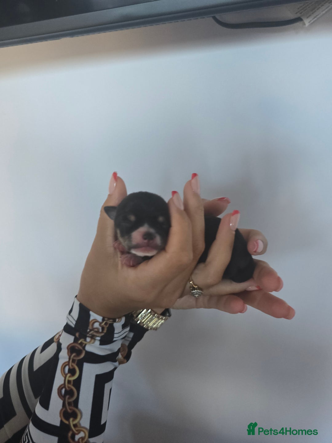 Chihuahua dogs for sale: Cup Chihuahua mini - Image 34
