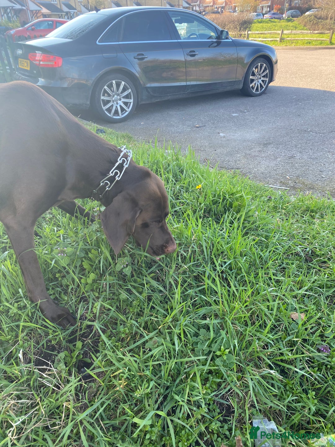 German Shorthaired Pointer dogs for stud: Chocolate Dog - Advert 3