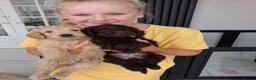 Goldendoodle dogs for sale:  Medium Goldendoodle puppies in Gateshead - Advert 15