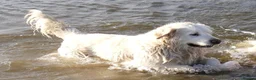 Golden Retriever dogs for stud: CHAMPION BRED ICTA CLEAR STUD - Advert 1
