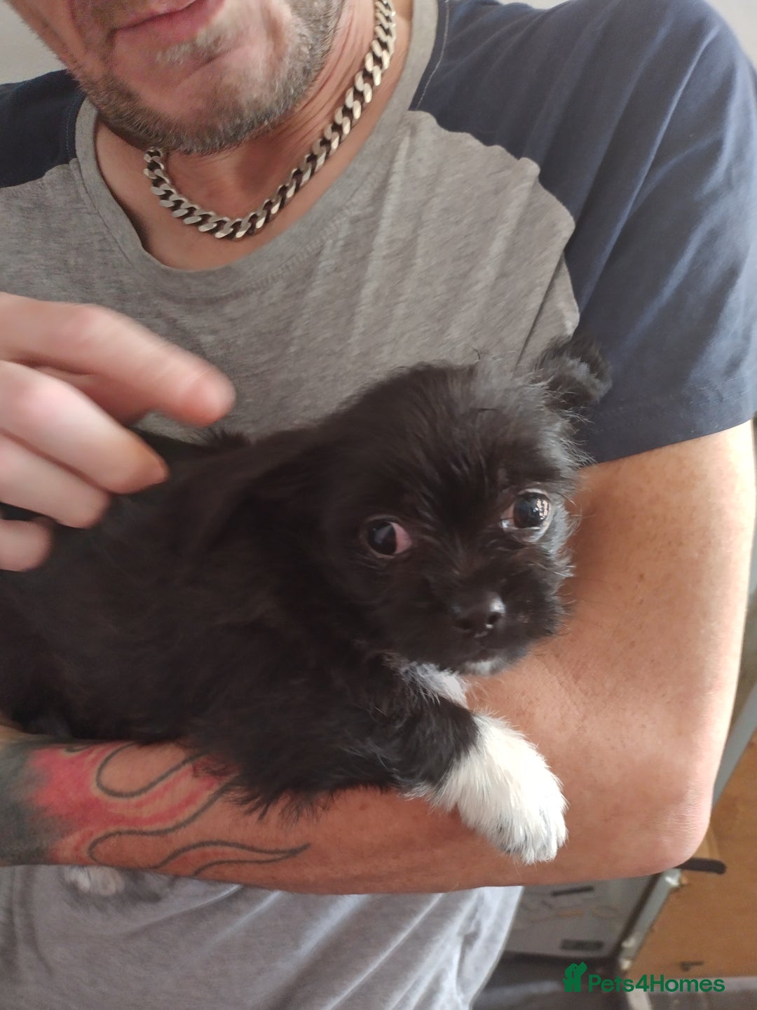 Mixed Breed dogs for sale: Chihuahua/lhaso apso pups long haired - Image 5