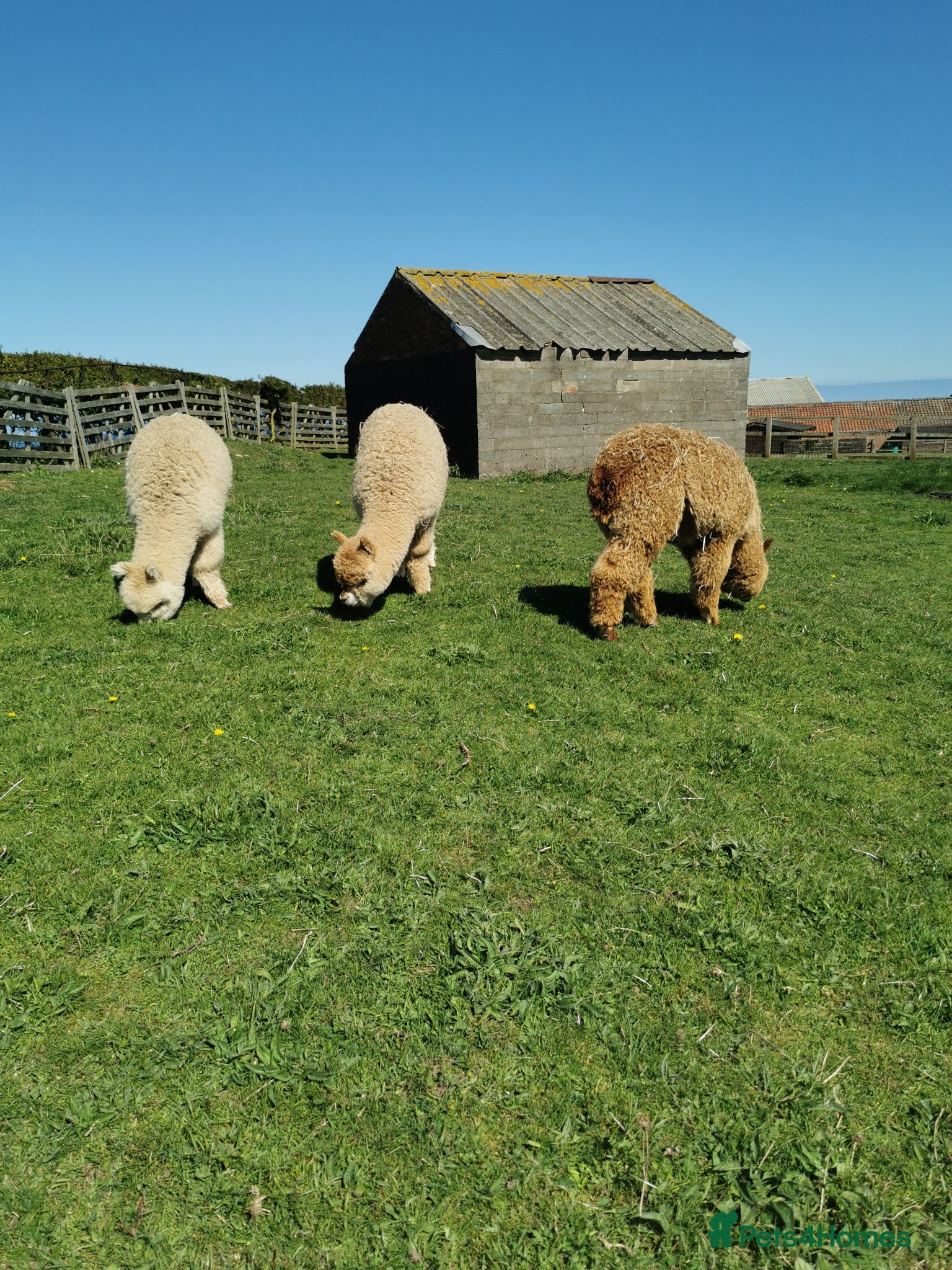 Alpaca livestock 3 alpaca boys 10 months old - Advert 6