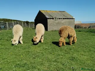 Alpaca livestock 3 alpaca boys 10 months old - Advert 1