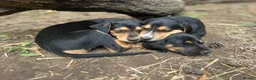 Mixed Breed dogs for sale: * Ready to leave* Doberman x lurcher puppies - Advert 3