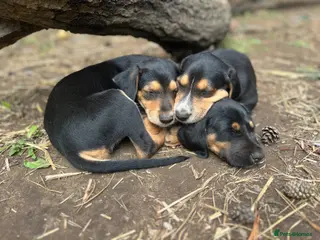 Mixed Breed dogs * Ready to leave* Doberman x lurcher puppies - Advert 13