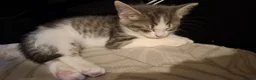 Mixed Breed cats for sale: Female kittens for sale  - Advert 6