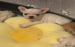 French Bulldog dogs for sale: Beautiful French Bulldog Puppies - Image 4