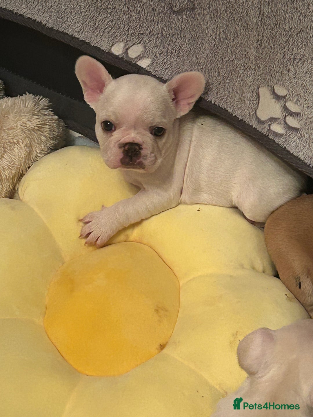 French Bulldog dogs for sale: Beautiful French Bulldog Puppies - Image 4