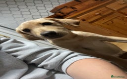 Labrador Retriever dogs for sale: Labrador puppy looking for her forever home - Image 2
