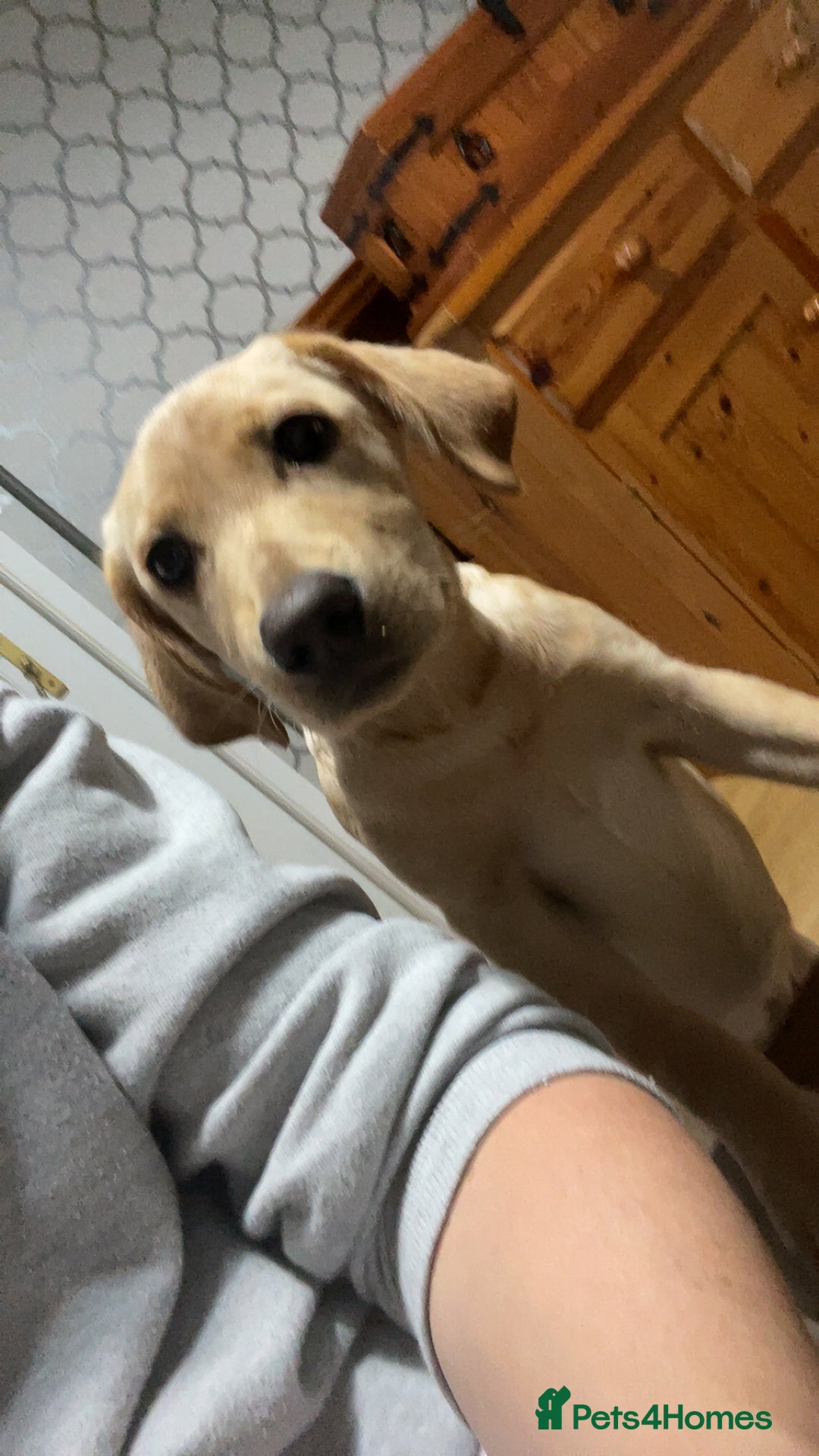 Labrador Retriever dogs for sale: Labrador puppy looking for her forever home - Image 2