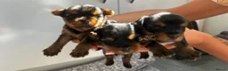 Yorkshire Terrier dogs for sale: Beautiful Yorkshire Terrier Puppies for Sale - Advert 11