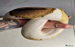 Python Snake reptiles for sale: Pied Royal / Ball Python - Image 5
