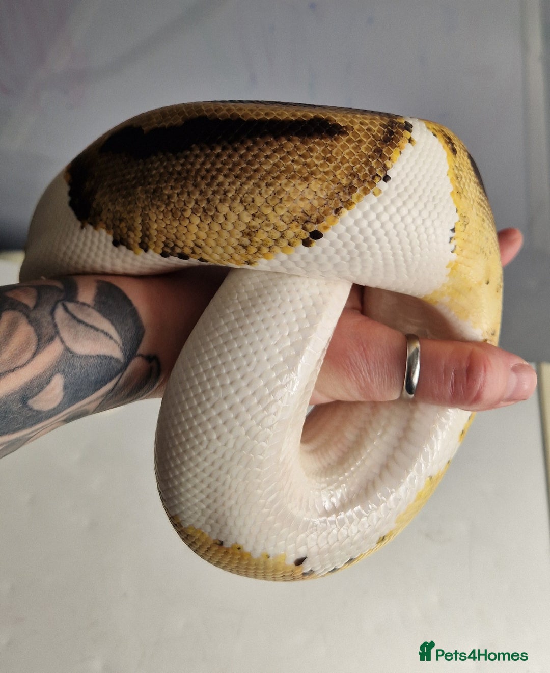 Python Snake reptiles for sale: Pied Royal / Ball Python - Image 5