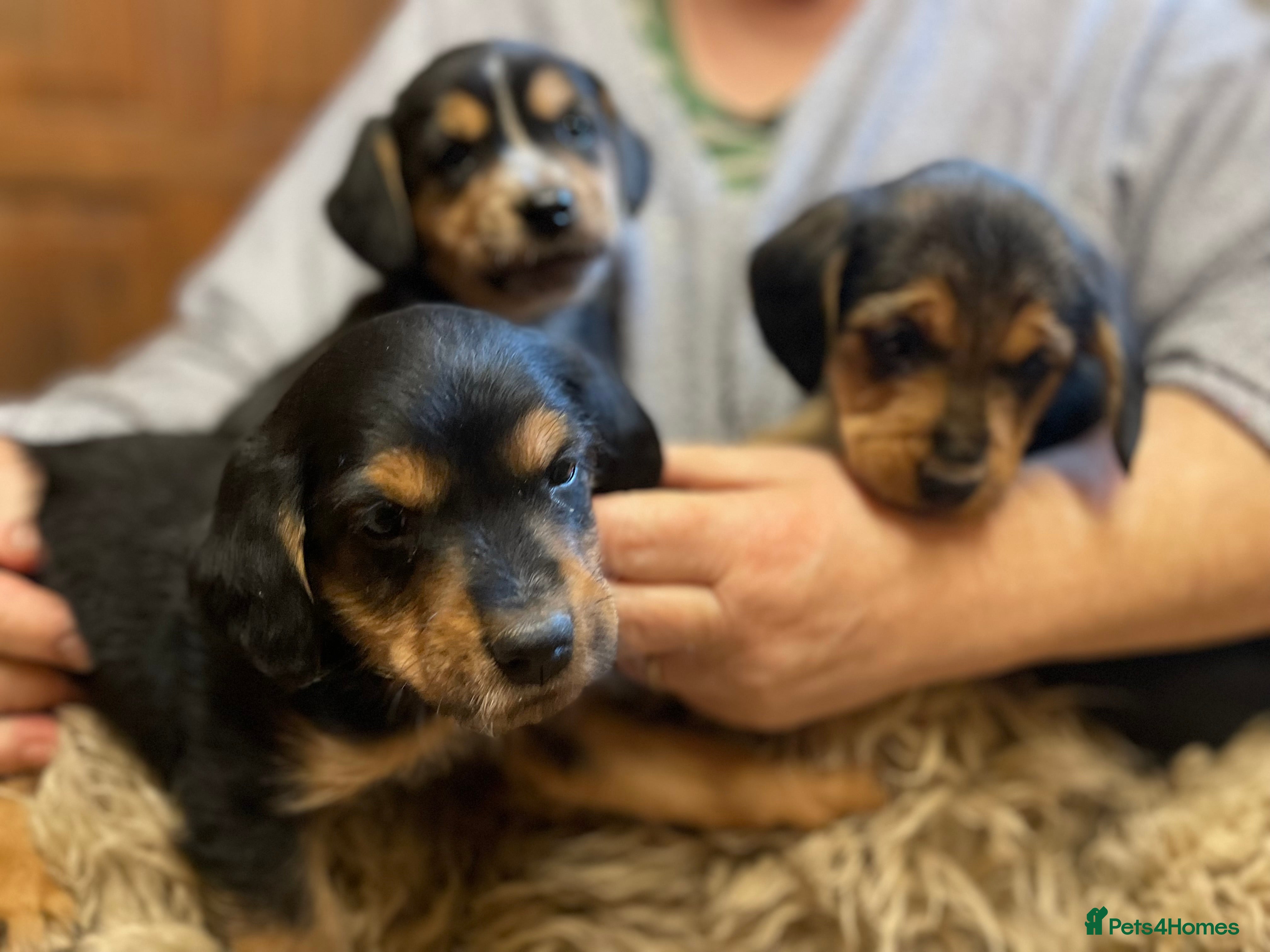 Mixed Breed dogs Beautiful Border Terrier X Show cocker spaniels  - Advert 6