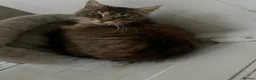 Maine Coon cats for sale: Maine Coon cat for sale in Larne - Advert 3