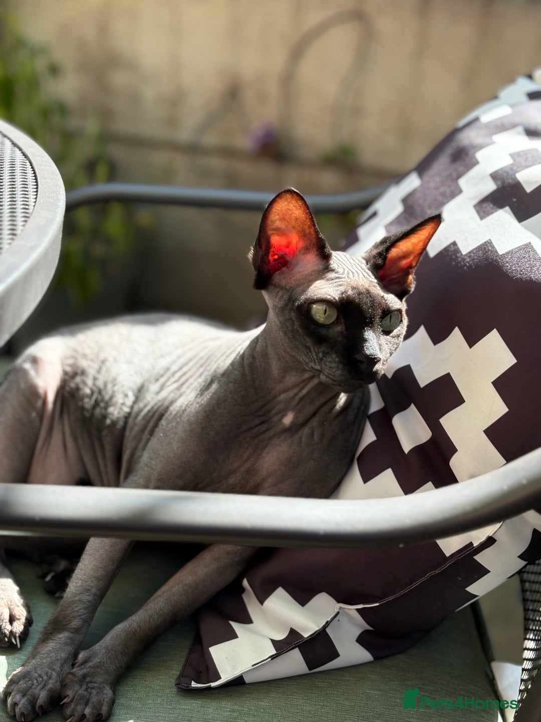 Sphynx cats for sale: Male and Female Sphynx cats - 3 years old - Image 1