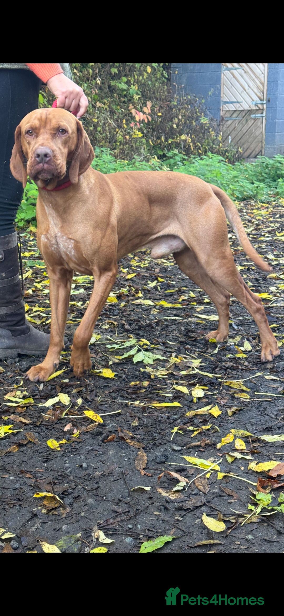 Hungarian Vizsla dogs for stud: Hungarian vizsla for stud only - Advert 3