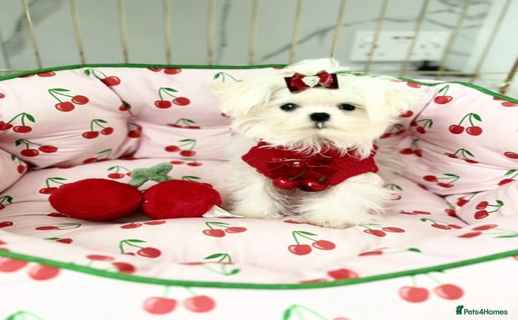 Maltese dogs - Advert 2