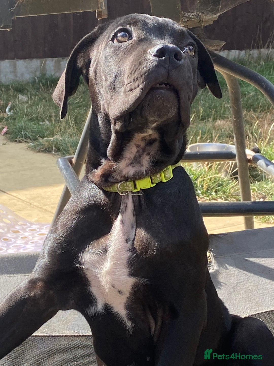 Cane Corso dogs for sale: Big Pure Cane Corso Puppies Ready Now!  - Image 9