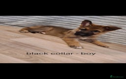 German Shepherd dogs for sale: 🐾Adorable 8-Week-Old German shepherd puppies🐾 - Image 32