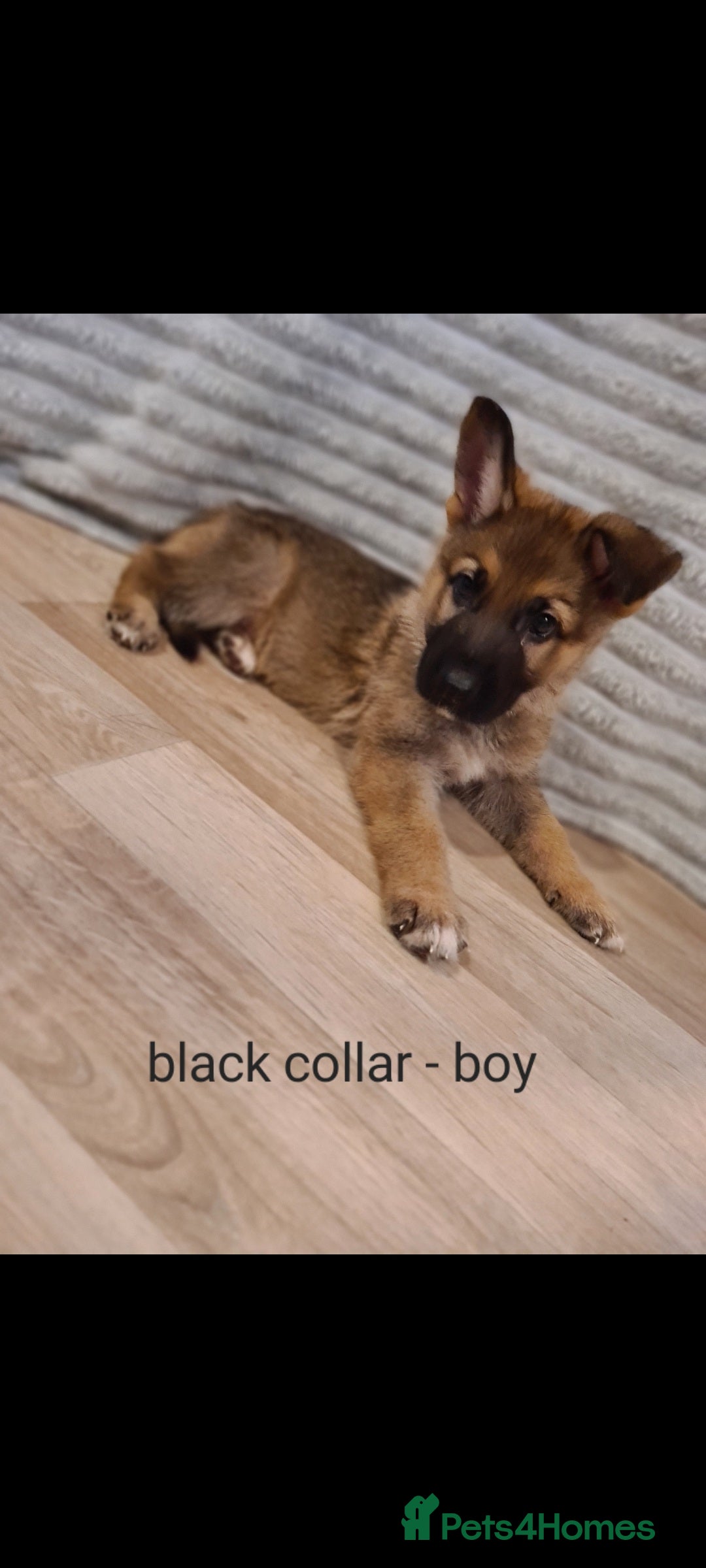 German Shepherd dogs for sale: 🐾Adorable 8-Week-Old German shepherd puppies🐾 - Image 32