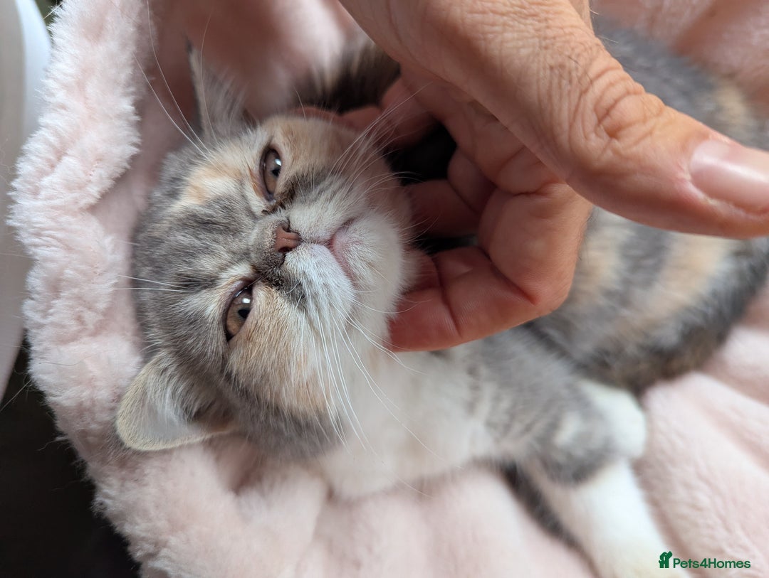 Exotic cats for sale: Beautiful exotic tourtie and white girl  - Image 3