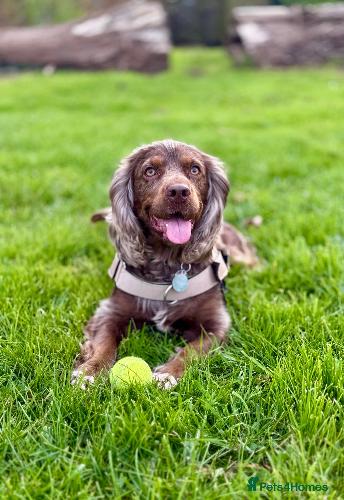 Cocker Spaniel dogs Beautiful Merle Cocker Spaniel for Stud - Advert 1