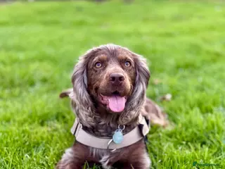Cocker Spaniel dogs Beautiful Merle Cocker Spaniel for Stud - Advert 1