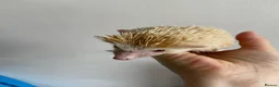 Pygmy Hedgehog rodents for sale: Male African Pygmy Hedgehog  - Advert 4