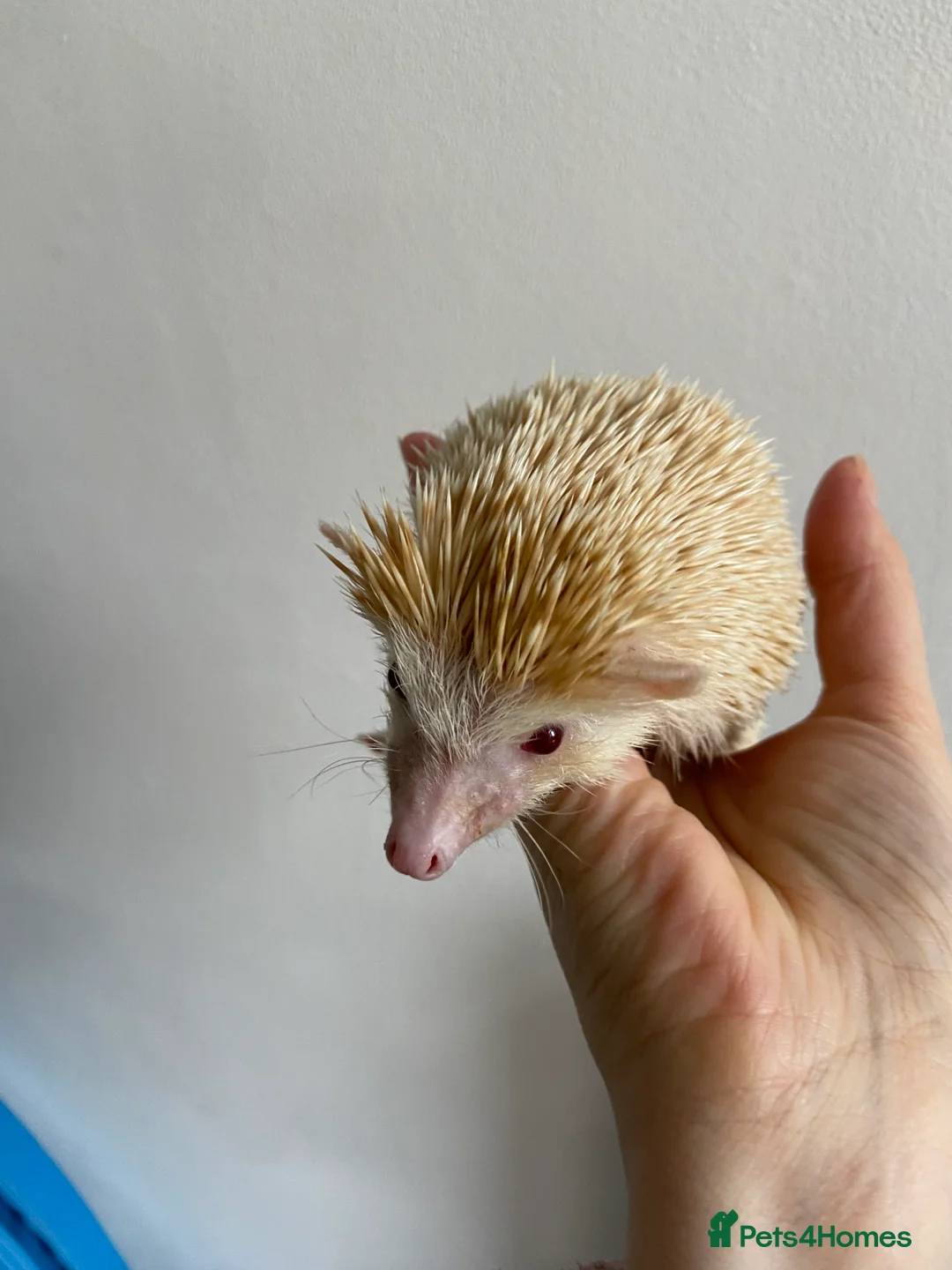 Pygmy Hedgehog rodents for sale: Male African Pygmy Hedgehog  - Advert 4