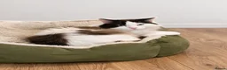 Ragdoll cats for sale: Flame point ragdoll boy  - Advert 8