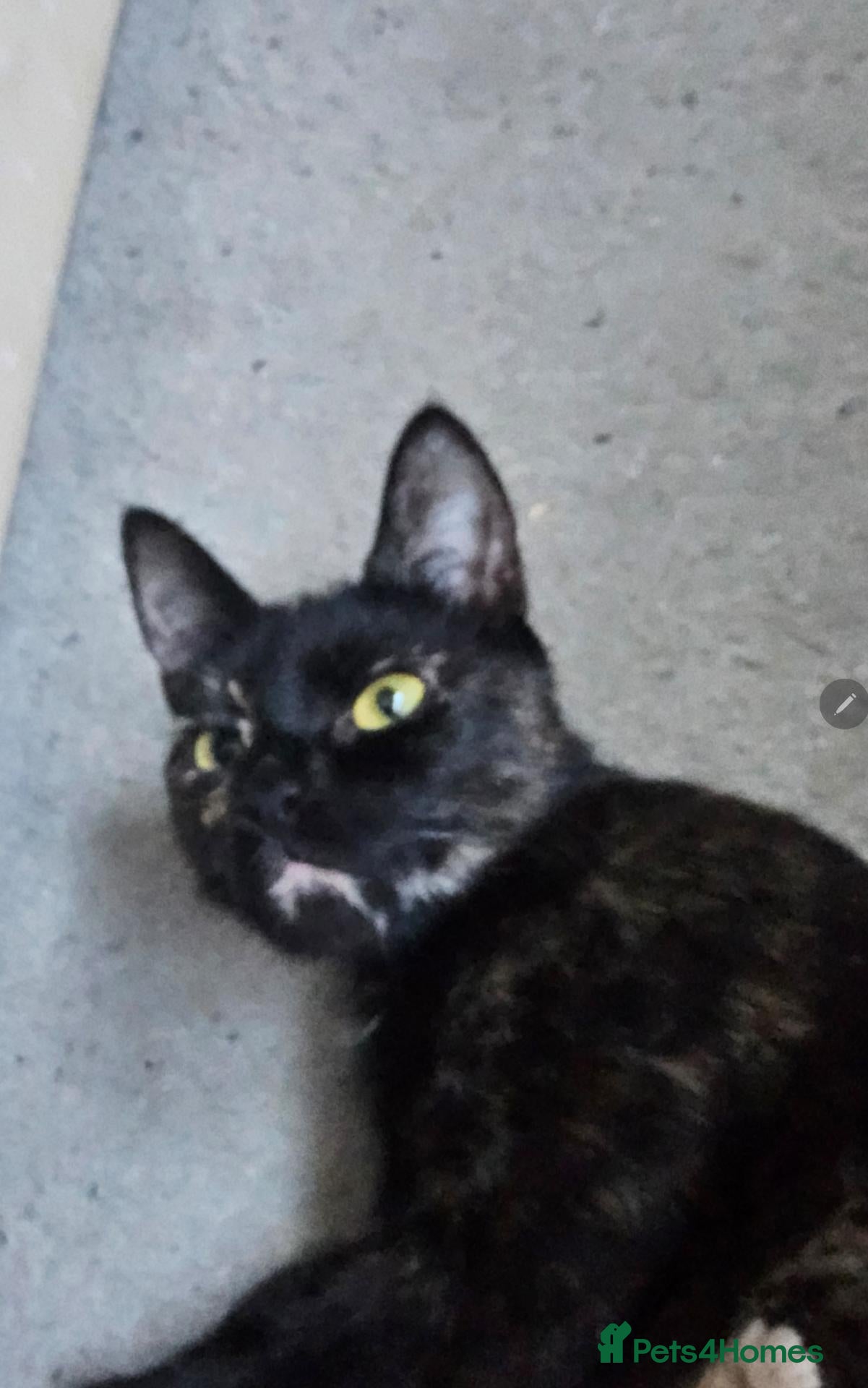 Mixed Breed cats Black kittens - Advert 1