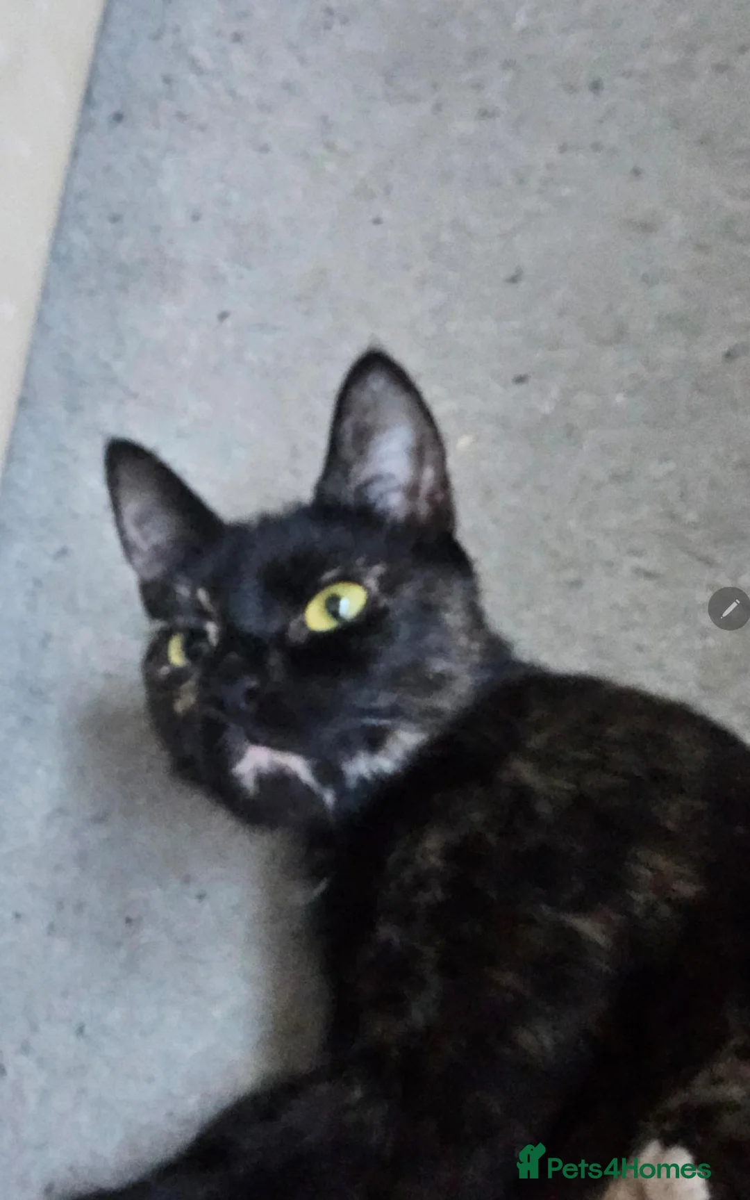 Mixed Breed cats for sale: Black kittens - Advert 1