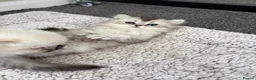 Scottish Fold cats for sale: Adorable Scottish Fold Kittens - Advert 27