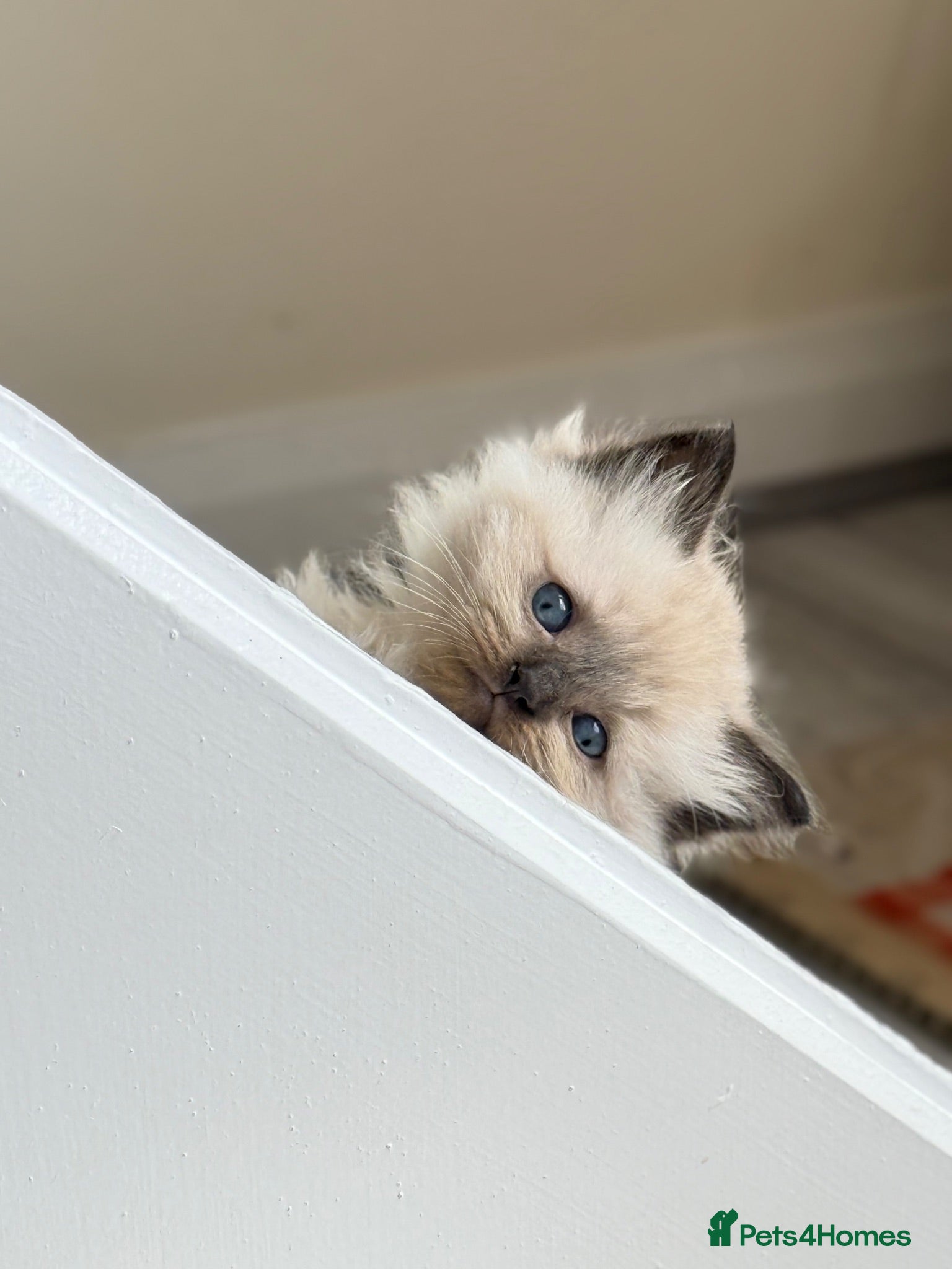 Mixed Breed cats Ragdoll & British Longhair Mix Kittens - Advert 15