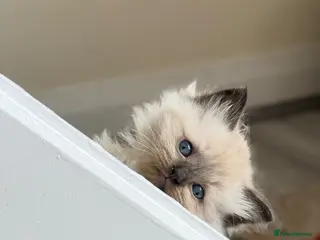 Mixed Breed cats Ragdoll & British Longhair Mix Kittens - Advert 15