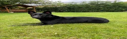 German Shepherd dogs for sale: Well trained German Shepherd - Advert 6