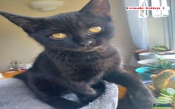 Mixed Breed cats for sale: 3 kittens for sale-mother British Shorthair  - Image 3